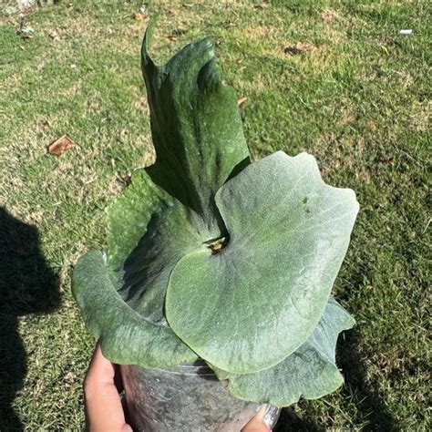 蕨類盆栽風水|蕨類植物的風水擺放禁忌,如何擺放植物能旺風水,記住這幾點